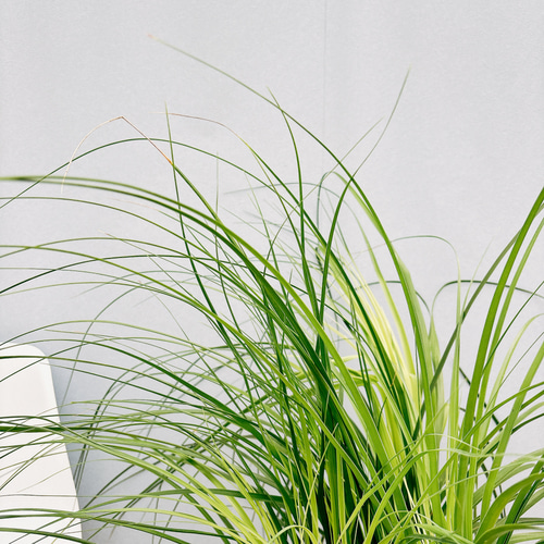 現品］1番 トックリラン 8号 ポニーテール ノリナ 観葉植物 室内