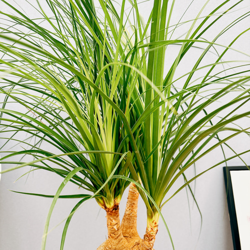 現品］1番 トックリラン 8号 ポニーテール ノリナ 観葉植物 室内 大型