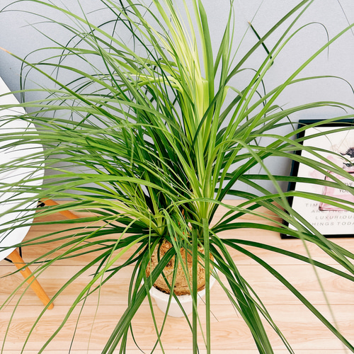 現品］1番 トックリラン 8号 ポニーテール ノリナ 観葉植物 室内 大型