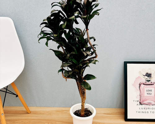 観葉植物 ドラセナ コンパクター 曲がり 希少 4株 オシャレ 黒鉢 根元