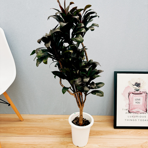 現品］4番 ドラセナ パープルコンパクタ 曲がり 6号 観葉植物 室内