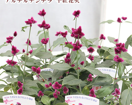 花苗 センニチコウ アルテルナンテラ 千紅花火 3号 千日紅 育て