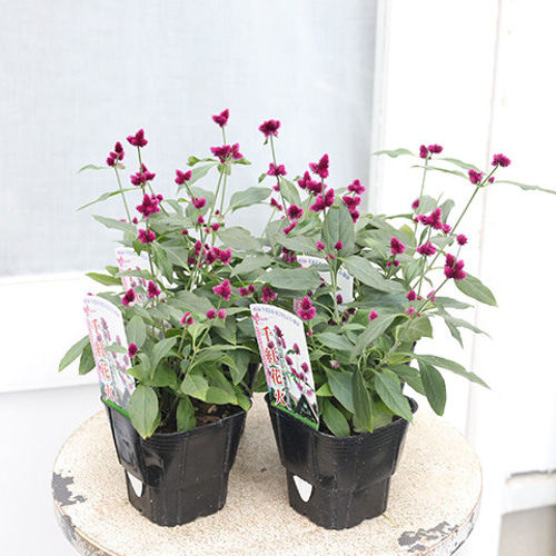 アントニーニ　 　　花 Anapia Antonini 花の市場 サインあり vision03.png