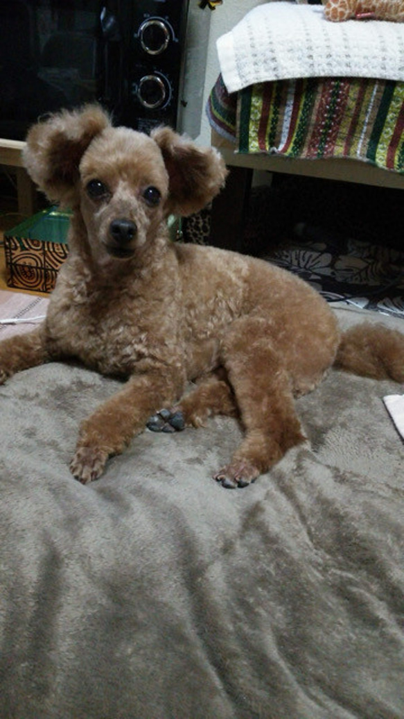 羊毛フェルト【オーダーメイド】うちの子オーダー✴︎犬✴︎愛犬✴︎ペット✴︎ハンドメイド✴︎ペットロスペットロス 25センチ　