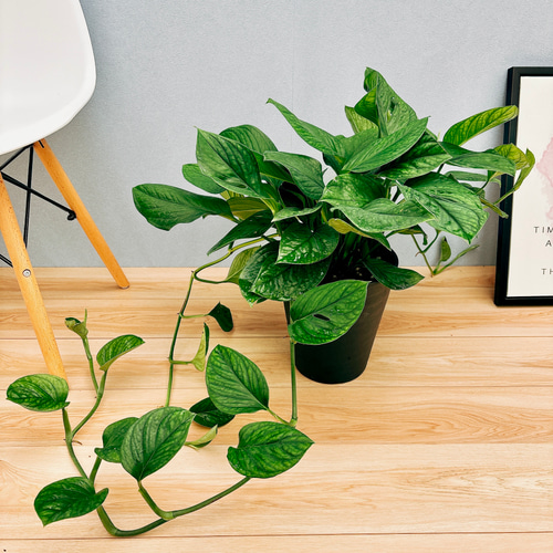 モンステラ 希少 実 大型 観葉植物 モンステラ 希少 実 大型 観葉植物 モンステラ 大型 | 観葉植物