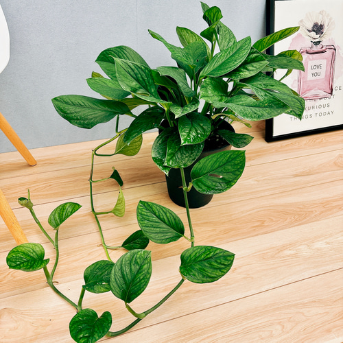 モンステラ 希少 実 大型 観葉植物 大型 モンステラ 120cm】2株以上 葉の大きさ40cm 観葉植物 室内