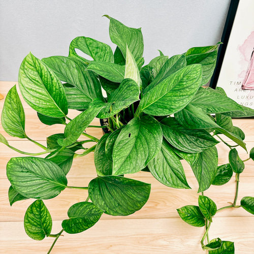 ［現品］【希少】97番　モンステラ　斑入り　7号　レア　観葉植物　室内　おしゃれ 現品］【希少】モンステラ 斑入り 7号 幹上がり 観葉植物 室内