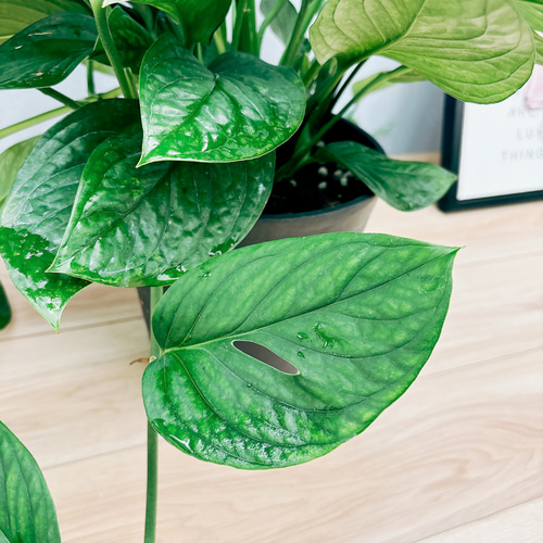 現品］【希少】モンステラ カルステリアナム 7号 観葉植物 レア