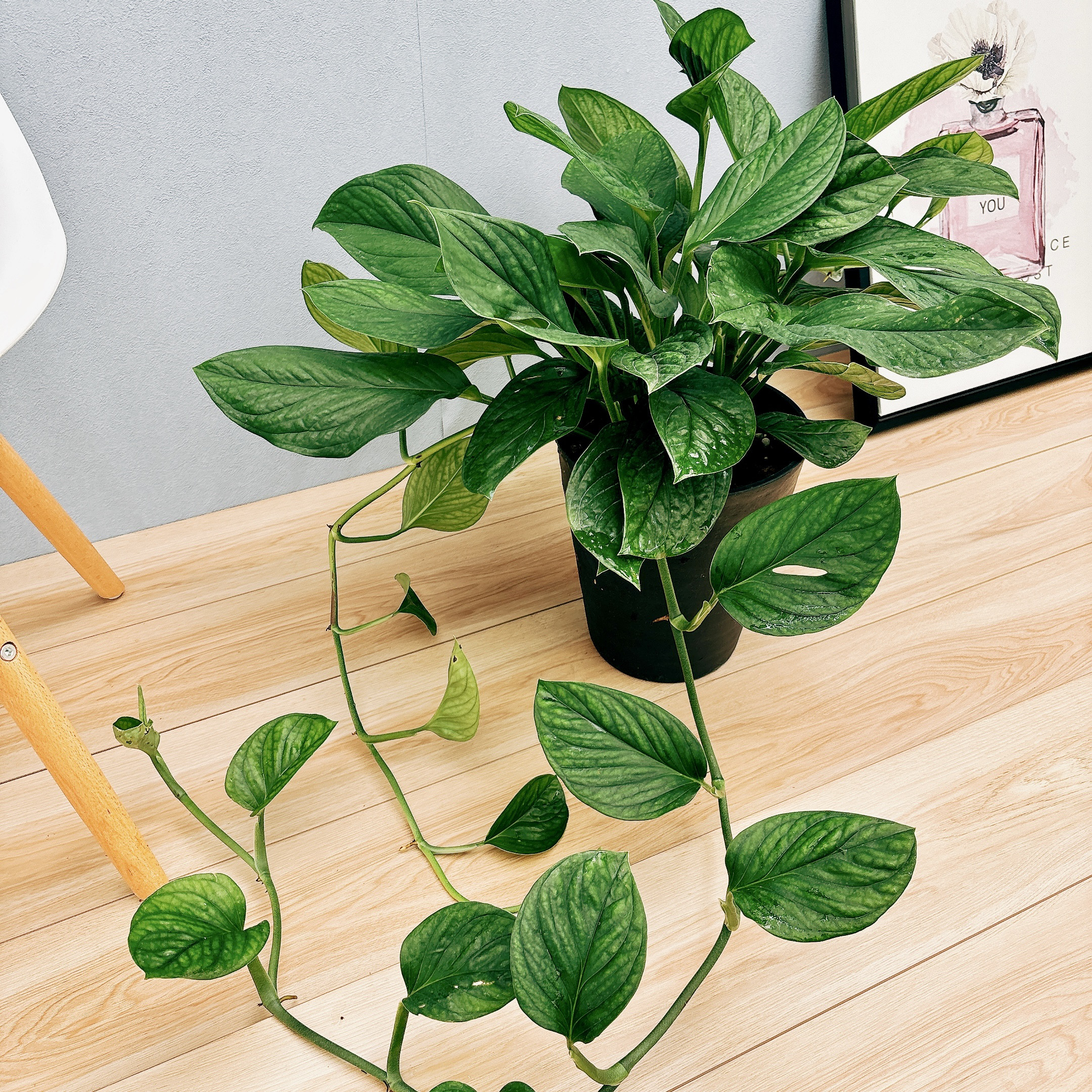 ［現品］【希少】97番　モンステラ　斑入り　7号　レア　観葉植物　室内　おしゃれ ［現品］【希少】97番　モンステラ　斑入り　7号　レア　観葉植物　室内　おしゃれ