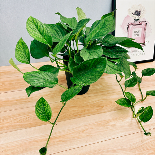 現品］【希少】モンステラ カルステリアナム 7号 観葉植物 レア 珍しい