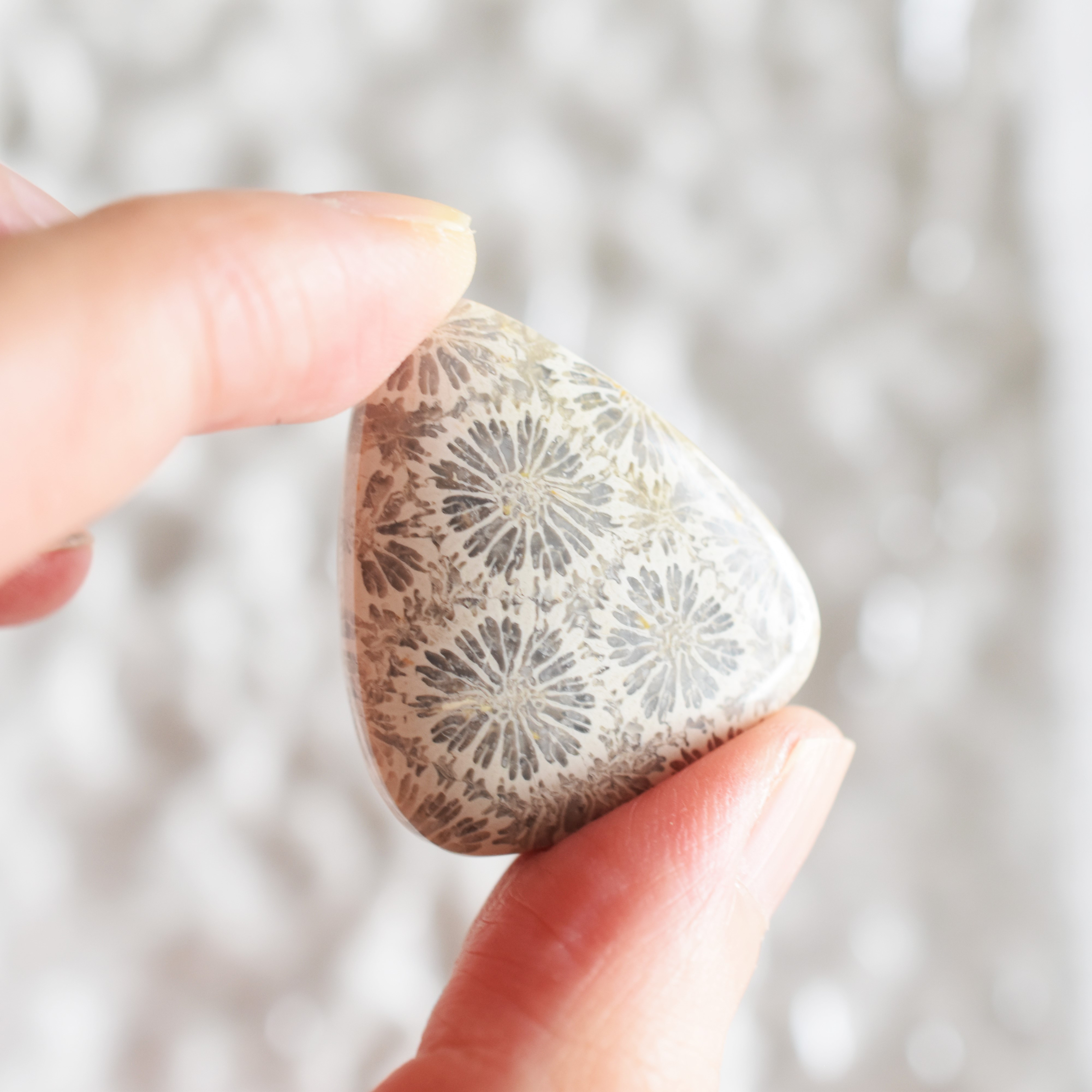 【1点もの・C】マーガレット柄　希少！　モロッコ産　大粒　フォシルコーラル　ルース