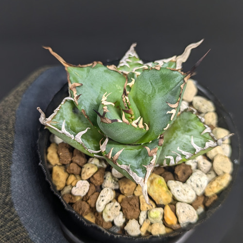 アガベ チタノタ 覇王龍 変異株 多肉植物 SAWAFARM【サワファーム