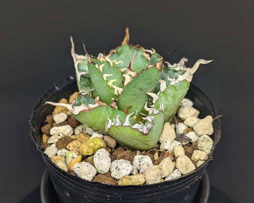 【変異株】新種アガベ c7e8114c81817e7b2db966b8cfdebb