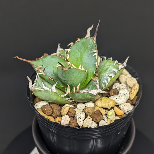 アガベ チタノタ 覇王龍 変異株 多肉植物 SAWAFARM【サワファーム