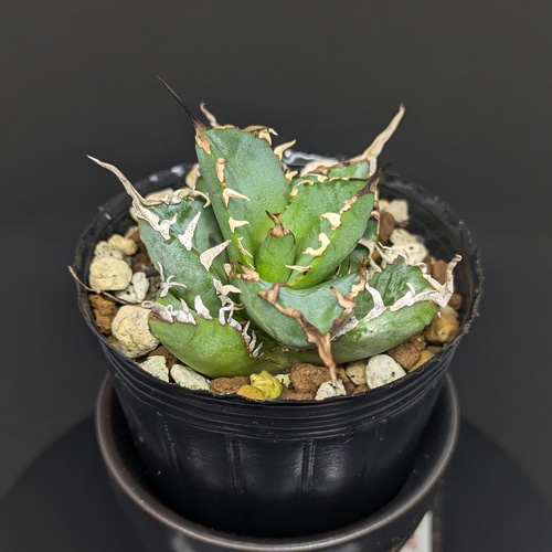 アガベ チタノタ 覇王龍 変異株 多肉植物 SAWAFARM【サワファーム