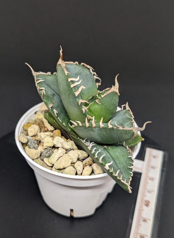 アガベ チタノタ SAD 南アフリカダイヤモンド TC 多肉植物