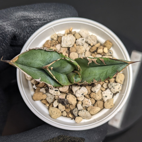 アガベ チタノタ 皇冠 クラウン 多肉植物 SAWAFARM【サワ アガベ チタノタ 皇冠 クラウン 多肉植物 SAWAFARM【サワ
