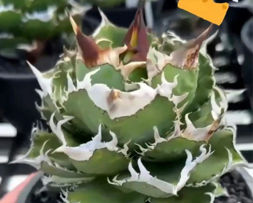 f83fe25fc19882343c26d88d9da2af