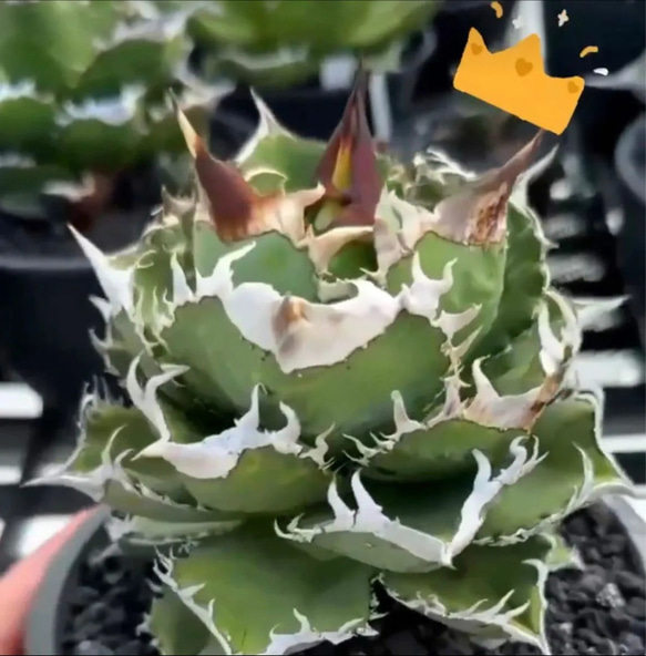 アガベ チタノタ 皇冠 クラウン 多肉植物 SAWAFARM【サワ アガベ チタノタ 皇冠 クラウン 多肉植物 SAWAFARM【サワ