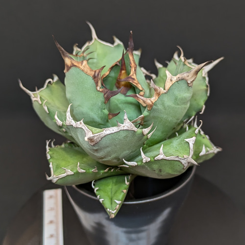 アガベ チタノタ 姫厳龍 姫厳竜 コンパクト 多肉植物 SAWAFARM【サワ