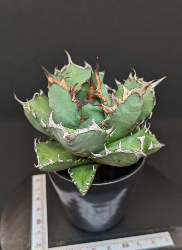 アガベ チタノタ 姫厳龍 姫厳竜 コンパクト 多肉植物 SAWAFARM【サワ