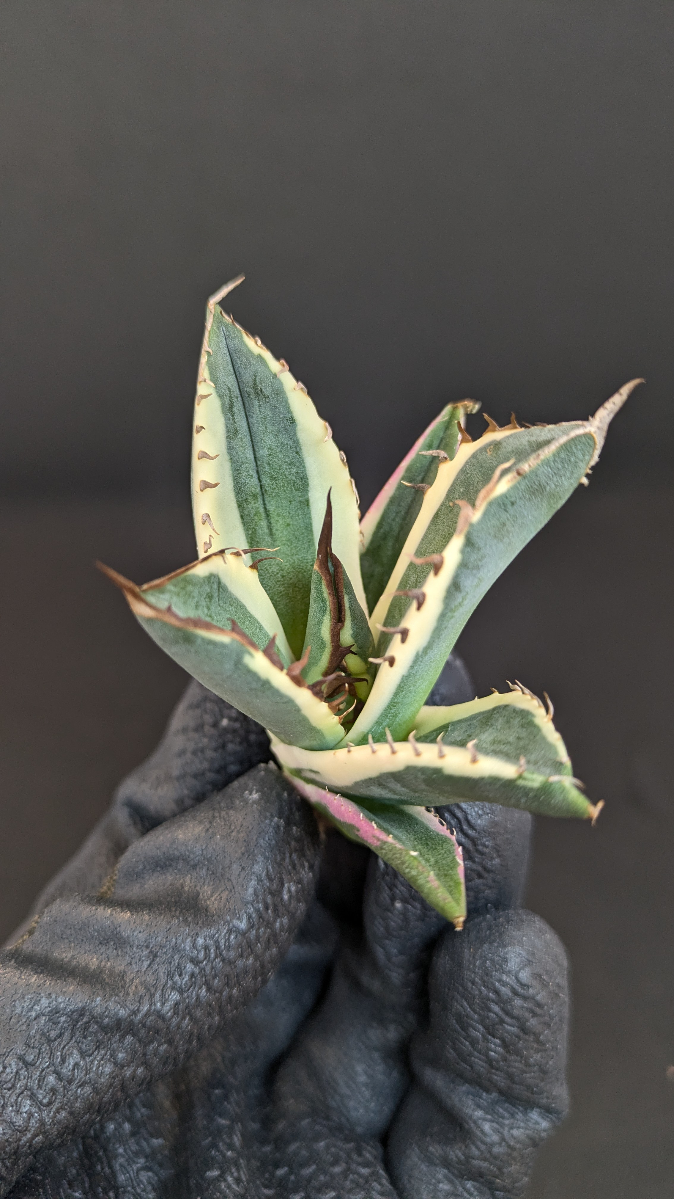 アガベ チタノタ スナグルトゥース 暴牙 TC 多肉植物 SAWAFARM