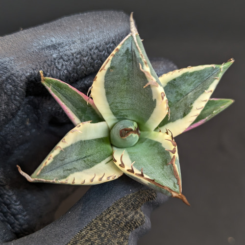 アガベ チタノタ スナグルトゥース 暴牙 TC 多肉植物 SAWAFARM