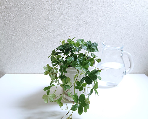 c9d6926f5a4cf04ec7873a51e36aa4