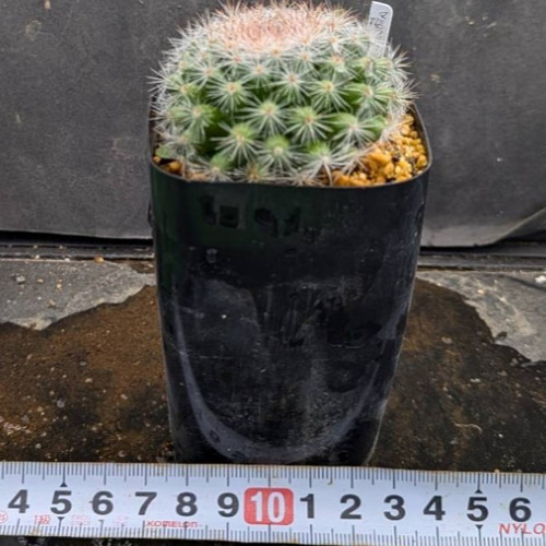 サボテンコレクション・マミラリア・桜月 inわけけのお店 多肉植物