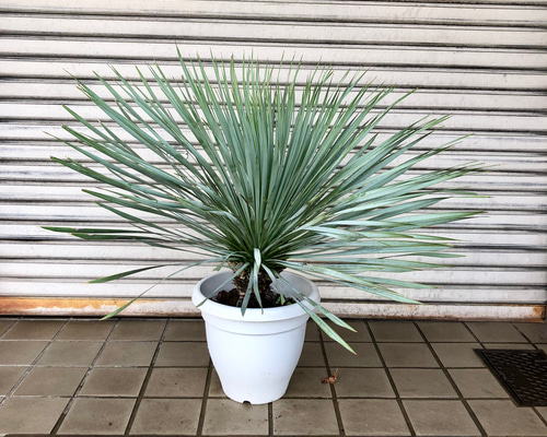 葉密度抜群 傷みなし ユッカ ロストラータ その他インテリア雑貨
