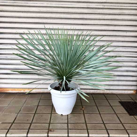 葉密度抜群 傷みなし ユッカ ロストラータ その他インテリア雑貨