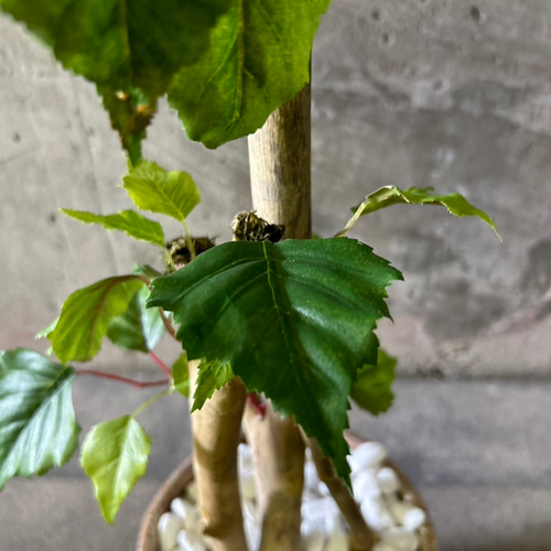 光触媒 人工観葉植物 ウォールグリーン フェイクグリーン 白樺