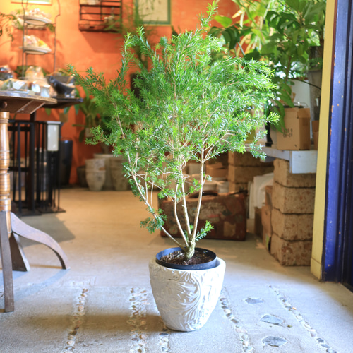 現物 メラレウカ ＜ ブラック ティーツリー ＞C ハーブ シンボルツリー