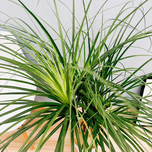 現品］2番 トックリラン 8号 ポニーテール ノリナ 観葉植物 室内 大型