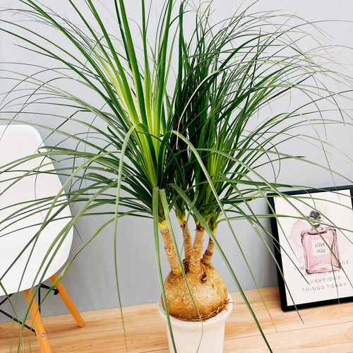 現品］2番 トックリラン 8号 ポニーテール ノリナ 観葉植物 室内 大型