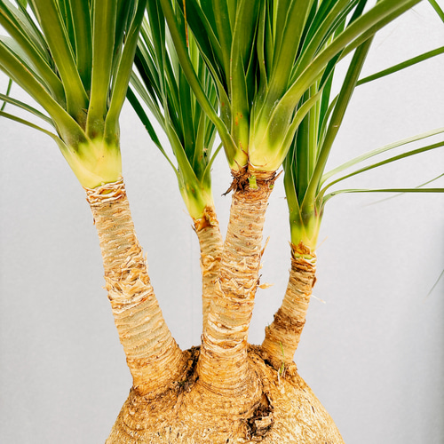 ［現品］14番　トックリラン　8号　ポニーテール　ノリナ　観葉植物　室内　大型 現品］14番 トックリラン 8号 ポニーテール ノリナ 観葉植物