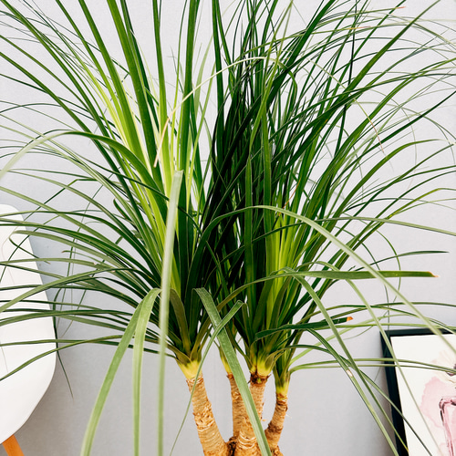 現品］2番 トックリラン 8号 ポニーテール ノリナ 観葉植物 室内