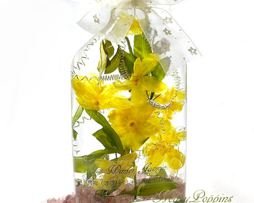 迎春花（黄梅（オウバイ））のハーバリウム ハーバリウム・植物標本