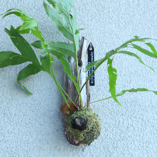 希少 現品 【Drynaria quercifolia variegated 】ドリナリア ク 希少 現品 【Drynaria quercifolia variegated 】ドリナリア ク