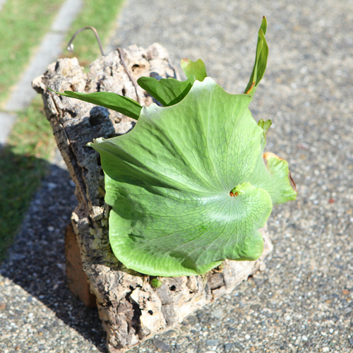 P.wandae ビカクシダ ワンダエ 【公式通販】