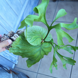 こ*！様 p.Ridleyi spore 細葉　コルク付　ビカクシダ　リドレイ P.Ridleyi thin frond(spore) / リドレイ細葉 胞子培養株 24-001