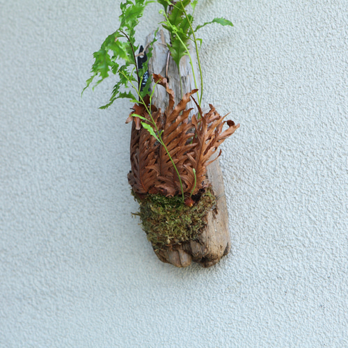 超希少 現品【Drynaria rigidula `whitei 】 ドリナリア・リギデュラ