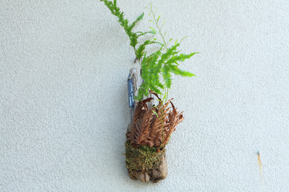 超希少 現品【Drynaria rigidula `whitei 】 ドリナリア