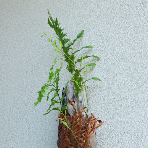 超希少 現品【Drynaria rigidula `whitei 】 ドリナリア・リギデュラ