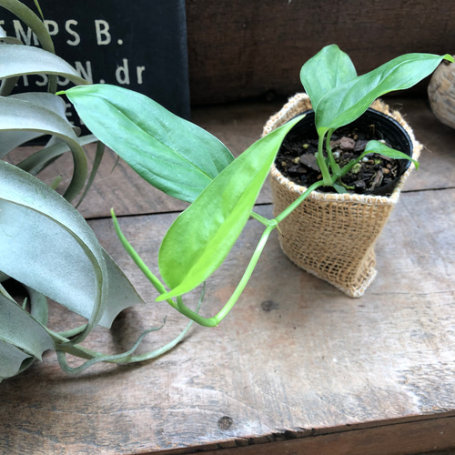【希少植物】 モンステラ オブリクア ムユナ トワ 希少 観葉植物 モンステラ オブリクア アマゾネス 苗 アート