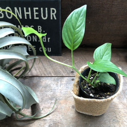 【希少植物】 モンステラ オブリクア ムユナ トワ 観葉植物【モンステラ オブリクア ムユナ トワ2
