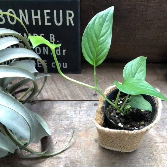 【希少植物】 モンステラ オブリクア ムユナ トワ Yahoo!オークション - 激レア Monstera obliqua muyuna