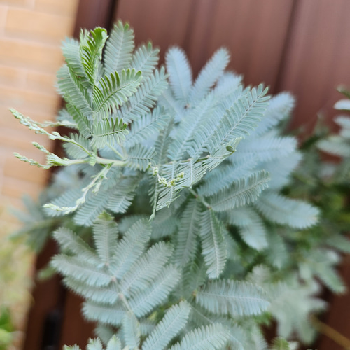 ミモザアカシア ギンヨウアカシア 鉢植え 苗 苗木 盆栽 fleurir