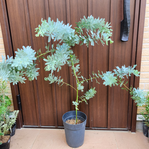 ミモザアカシア ギンヨウアカシア 鉢植え 苗 苗木 盆栽 fleurir