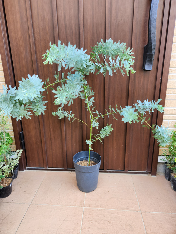 ギンヨウアカシア　ミモザ　鉢植え ミモザアカシア ギンヨウアカシア 鉢植え 苗 苗木 盆栽 fleurir